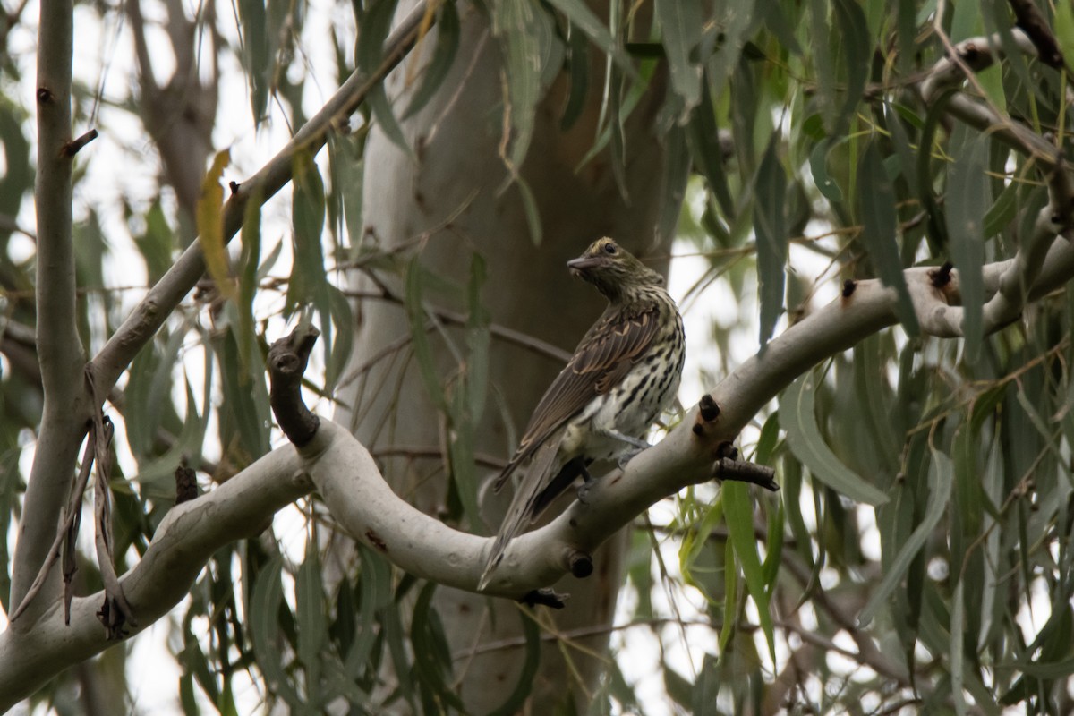 Australasian Figbird - ML630617949
