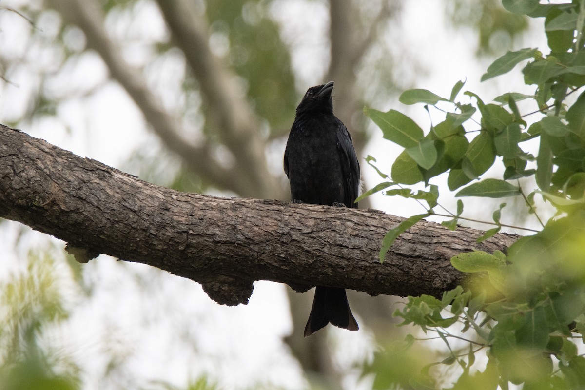 Spangled Drongo - ML630617959