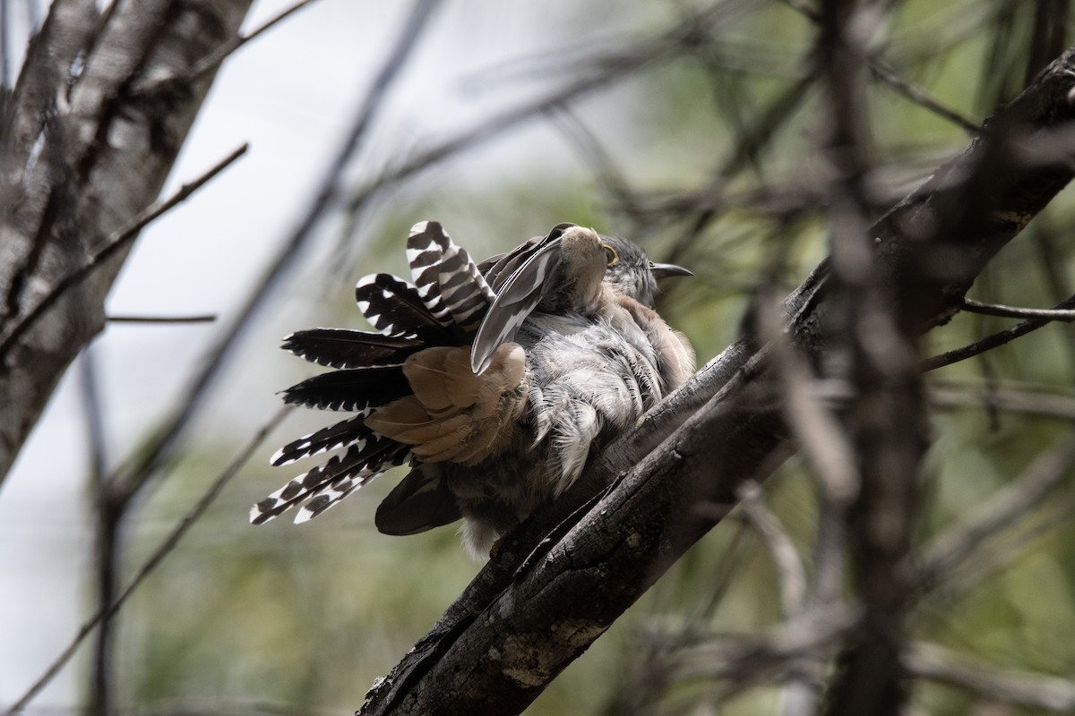 Fan-tailed Cuckoo - ML630617962