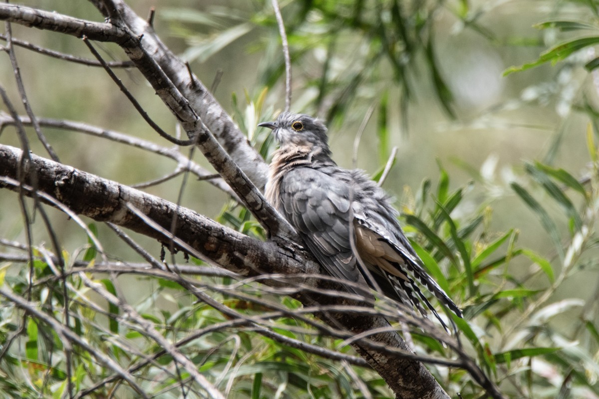 Fan-tailed Cuckoo - ML630617972
