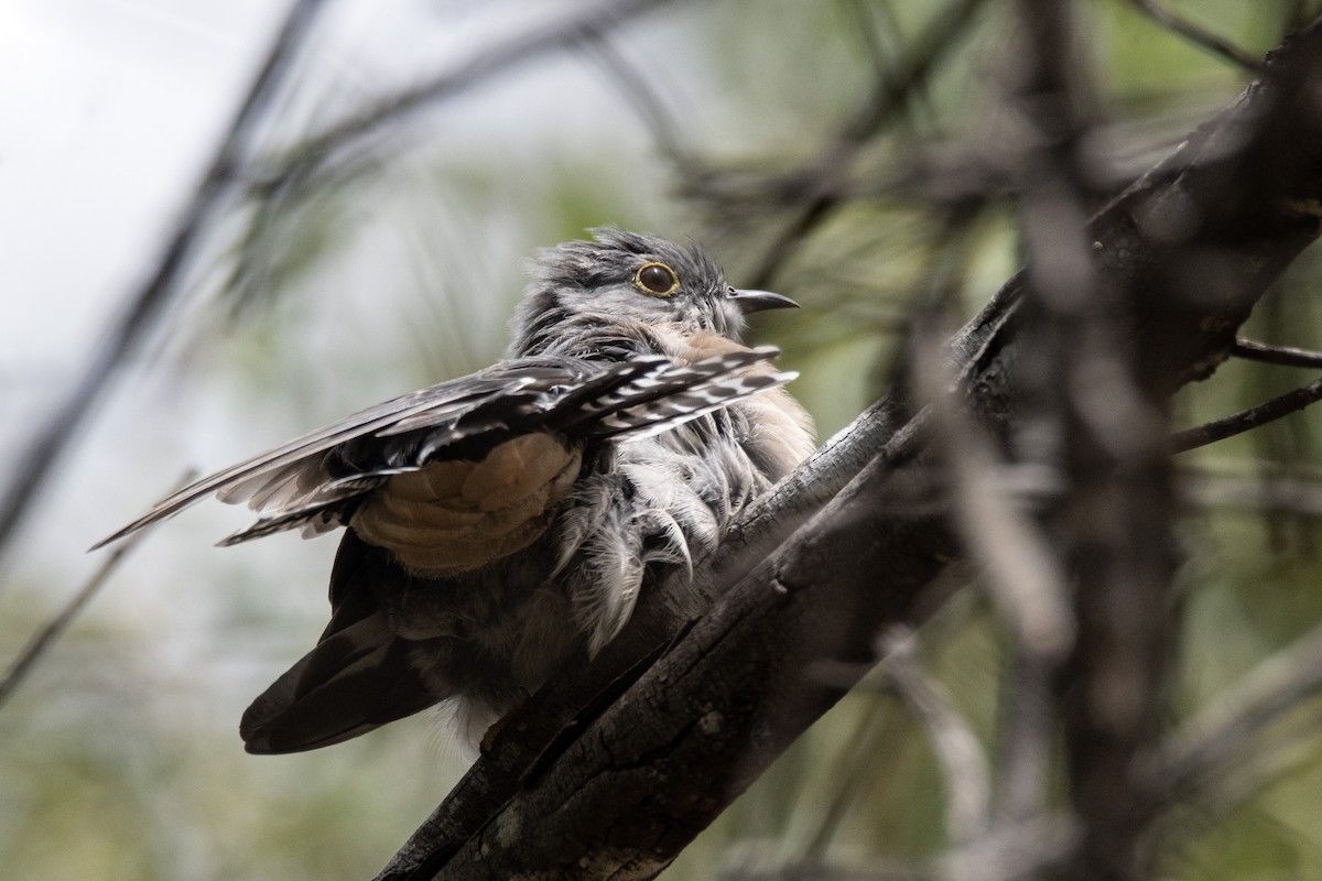 Fan-tailed Cuckoo - ML630617975