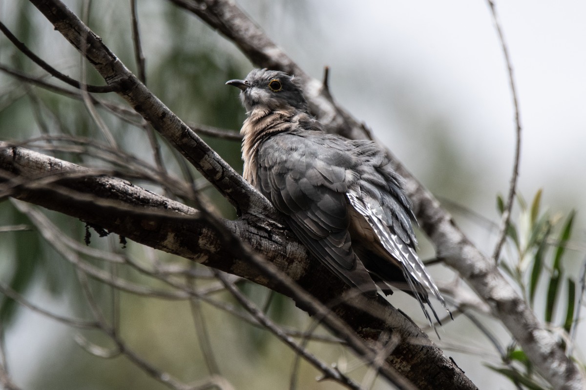 Fan-tailed Cuckoo - ML630617984
