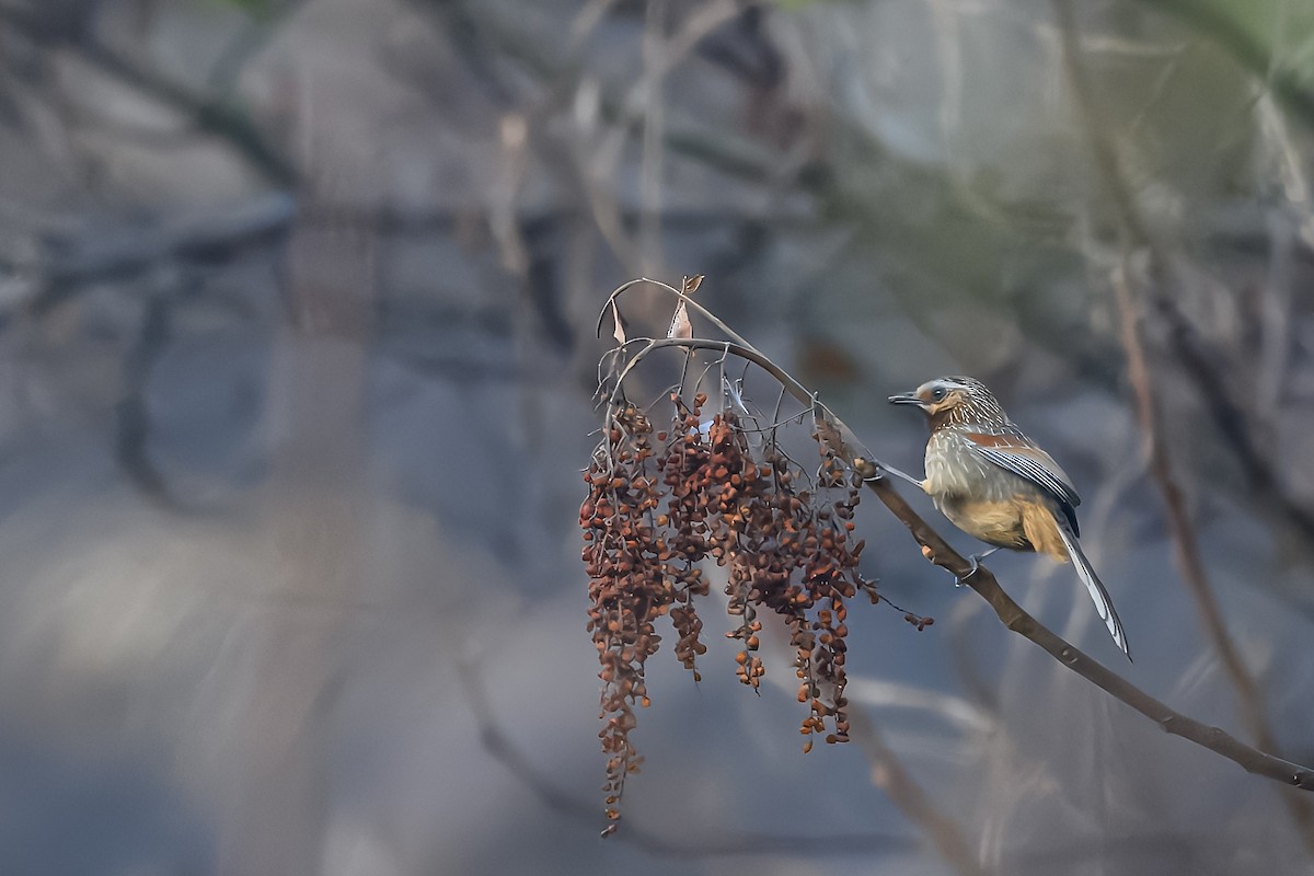 Striped Laughingthrush - ML630618117