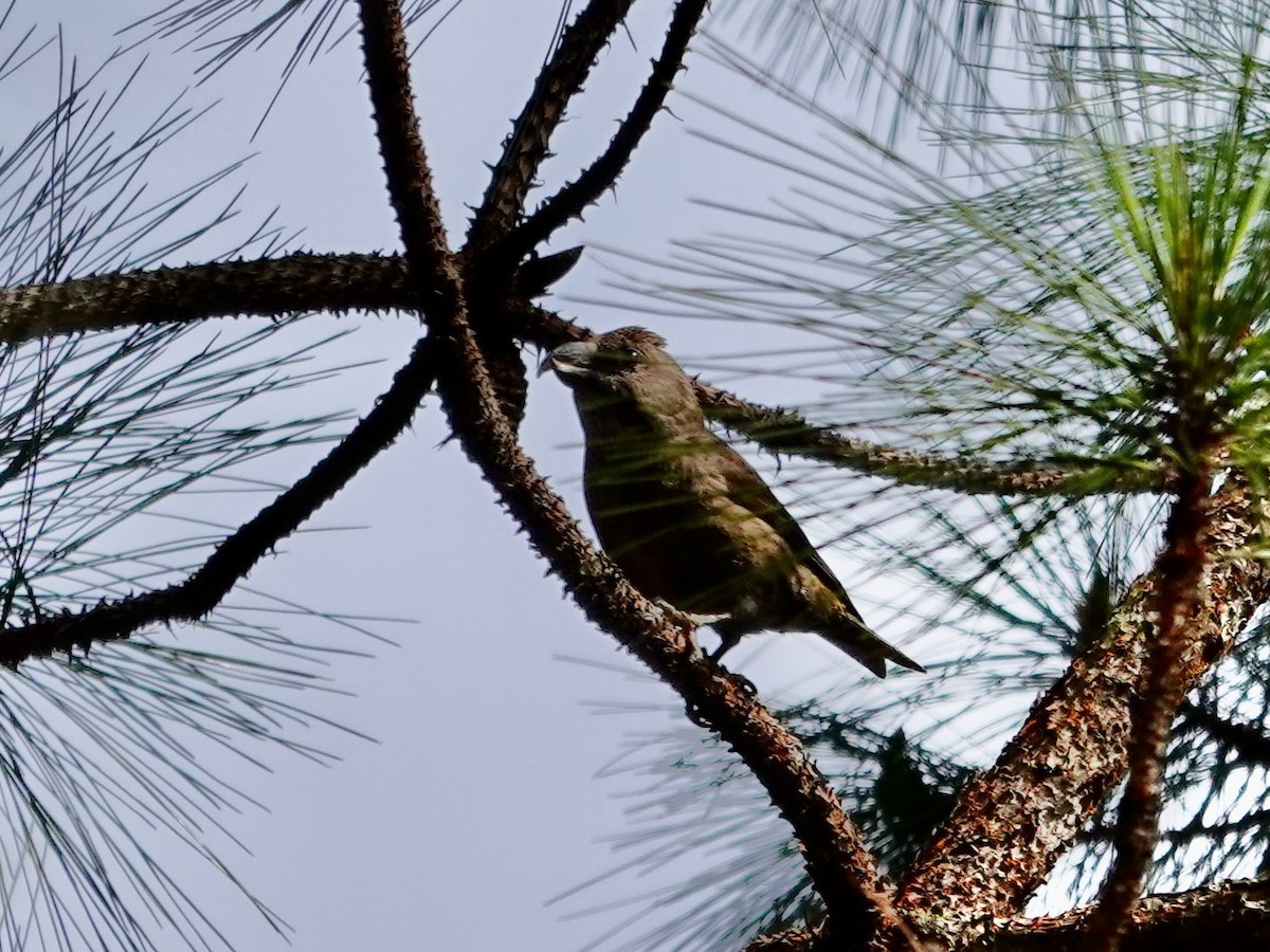 Red Crossbill (Dalat) - ML630618192