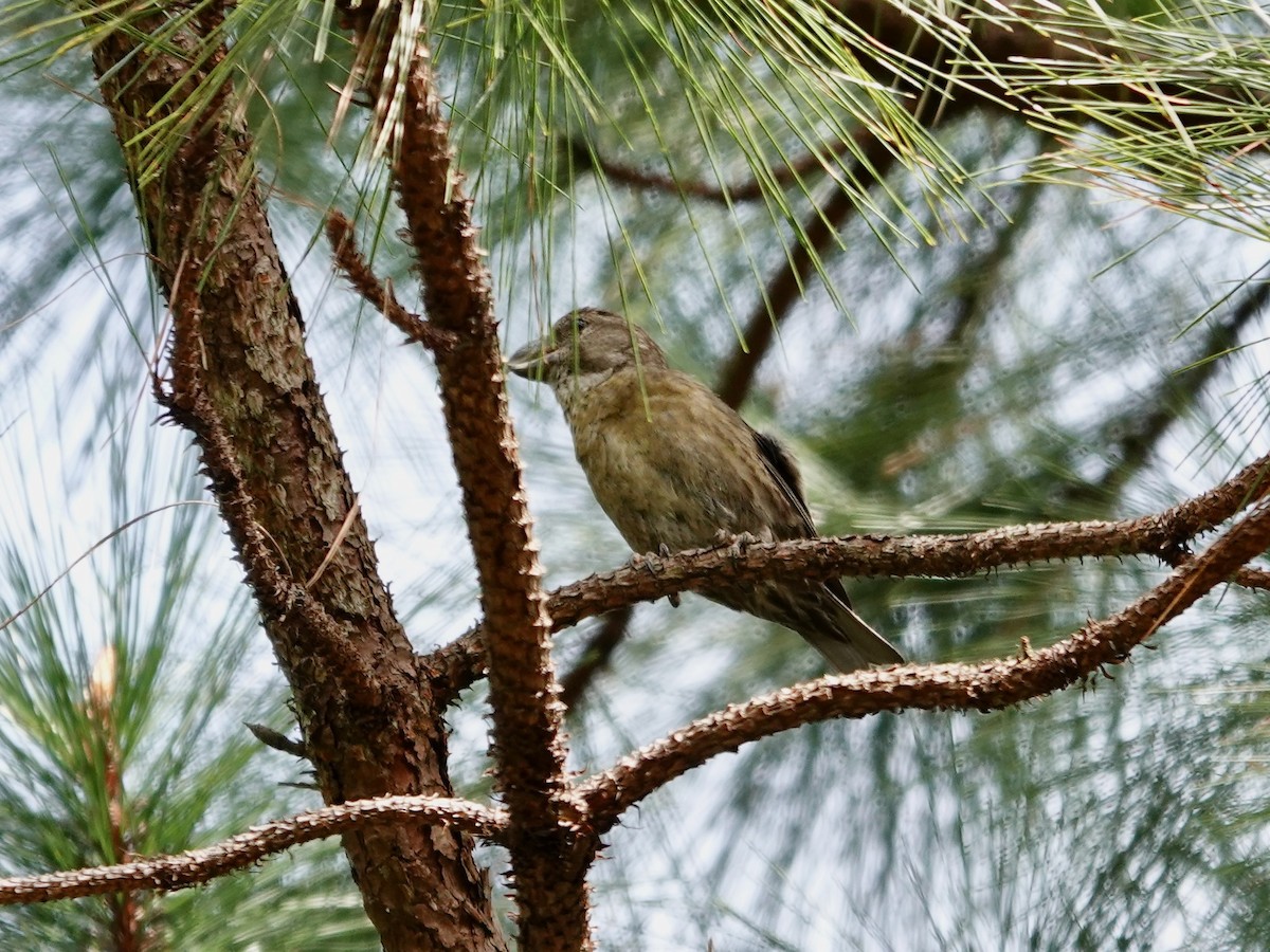 Red Crossbill (Dalat) - ML630618193