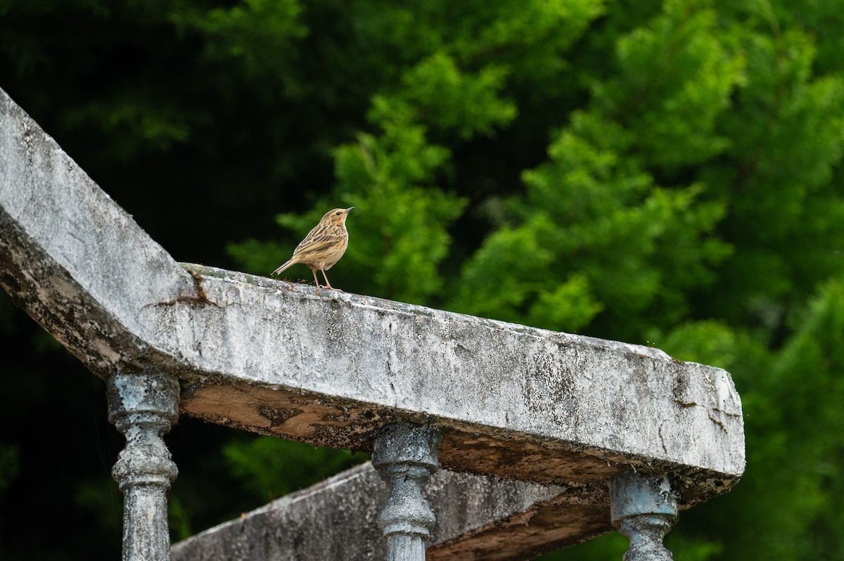 Nilgiri Pipit - ML630618267