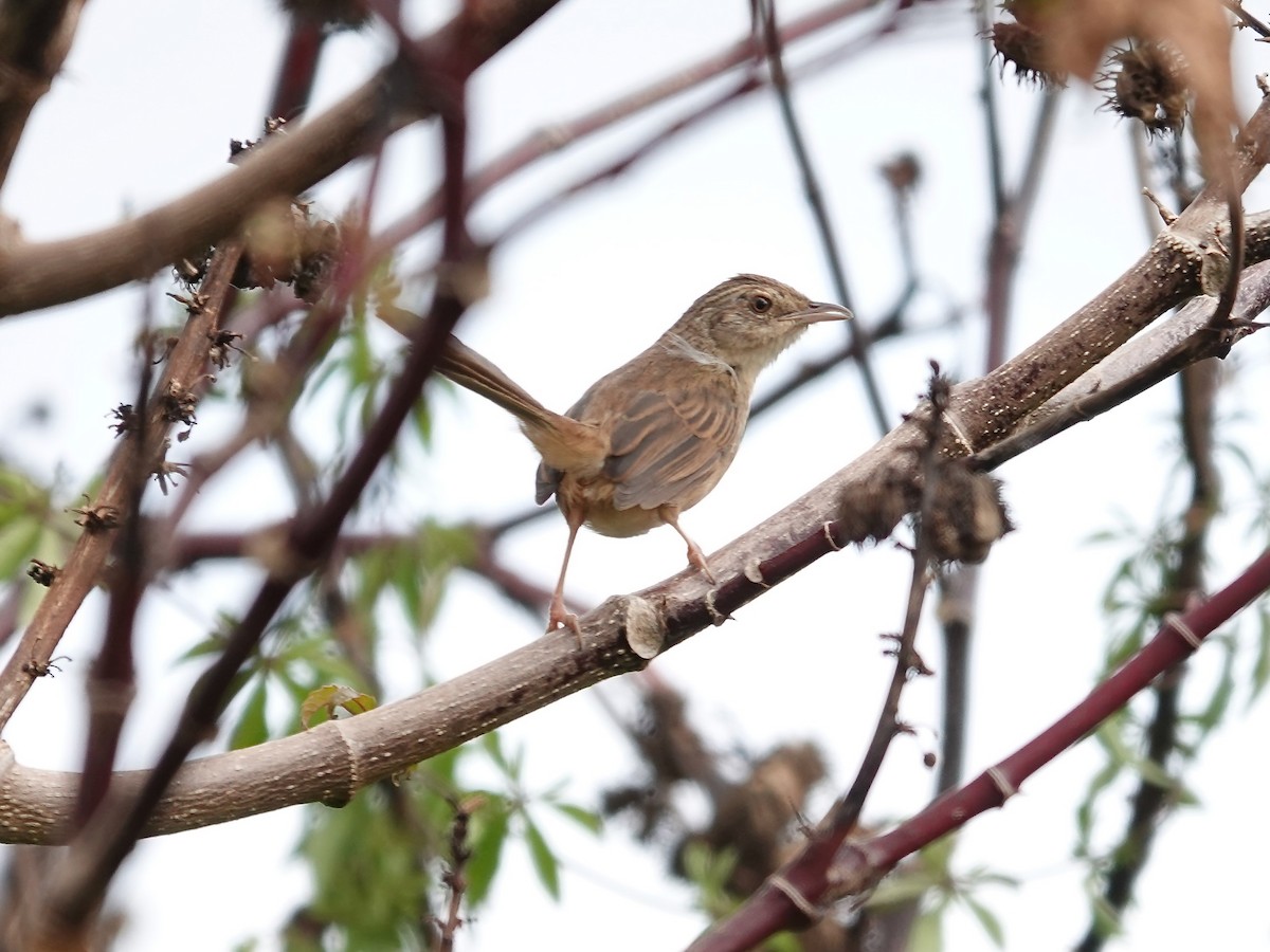 Annam Prinia - ML630618280