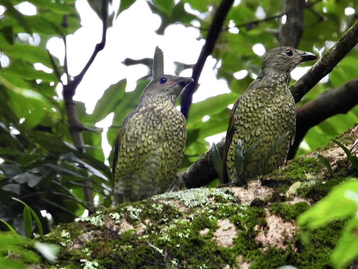 Satin Bowerbird - ML630618399