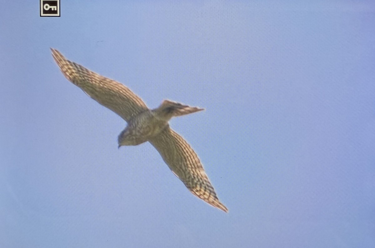 finkehauk - ML630618533