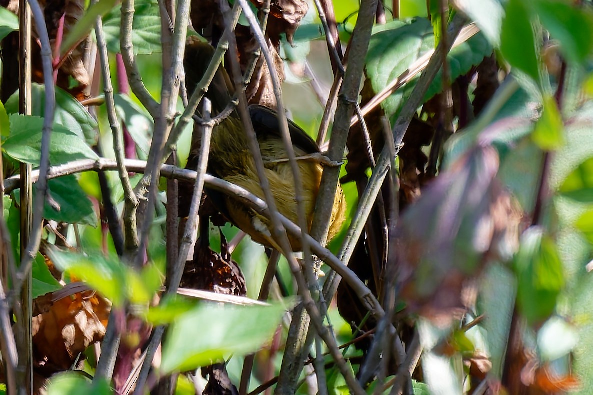 Aberrant Bush Warbler (Aberrant) - ML630618674