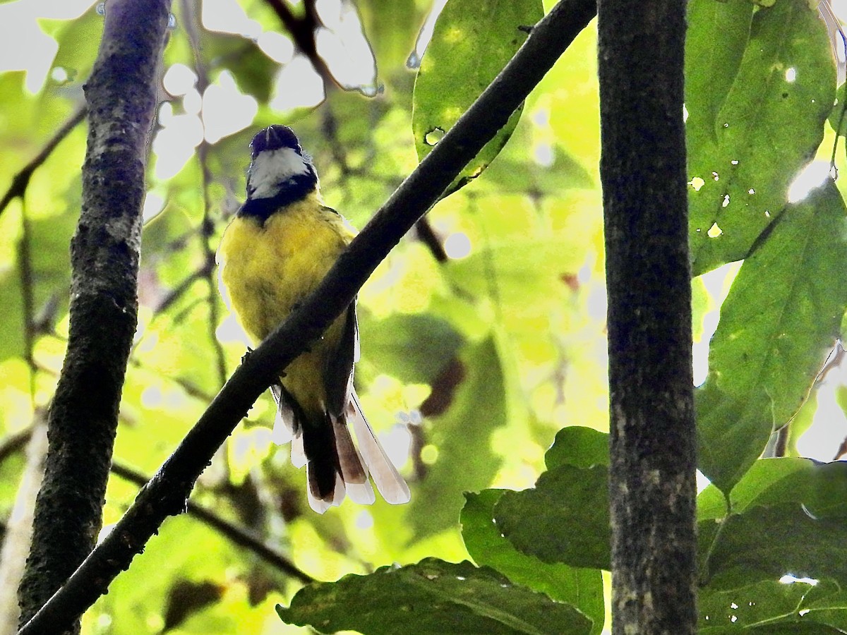 Golden Whistler (Eastern) - ML630618702