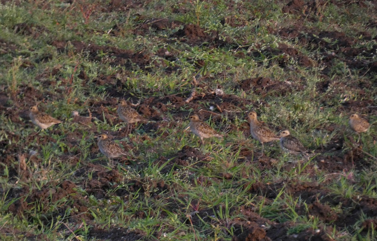 Pacific Golden-Plover - ML630618722