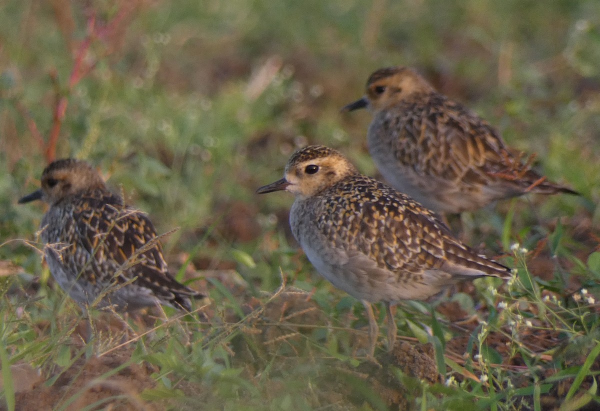 Pacific Golden-Plover - ML630618723