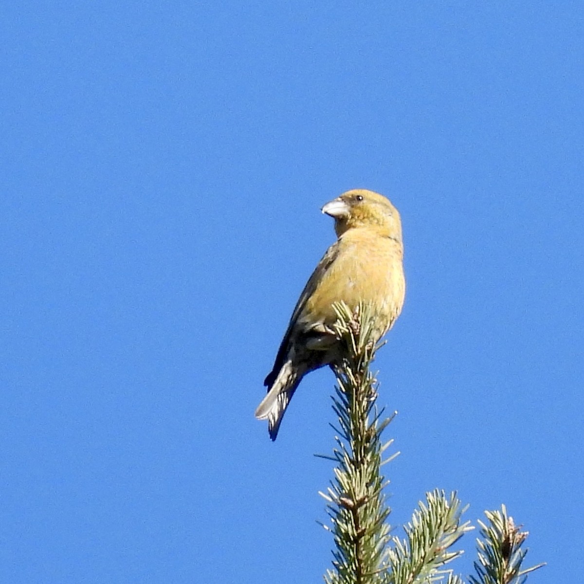 Red Crossbill (Western Hemlock or type 3) - ML630618840