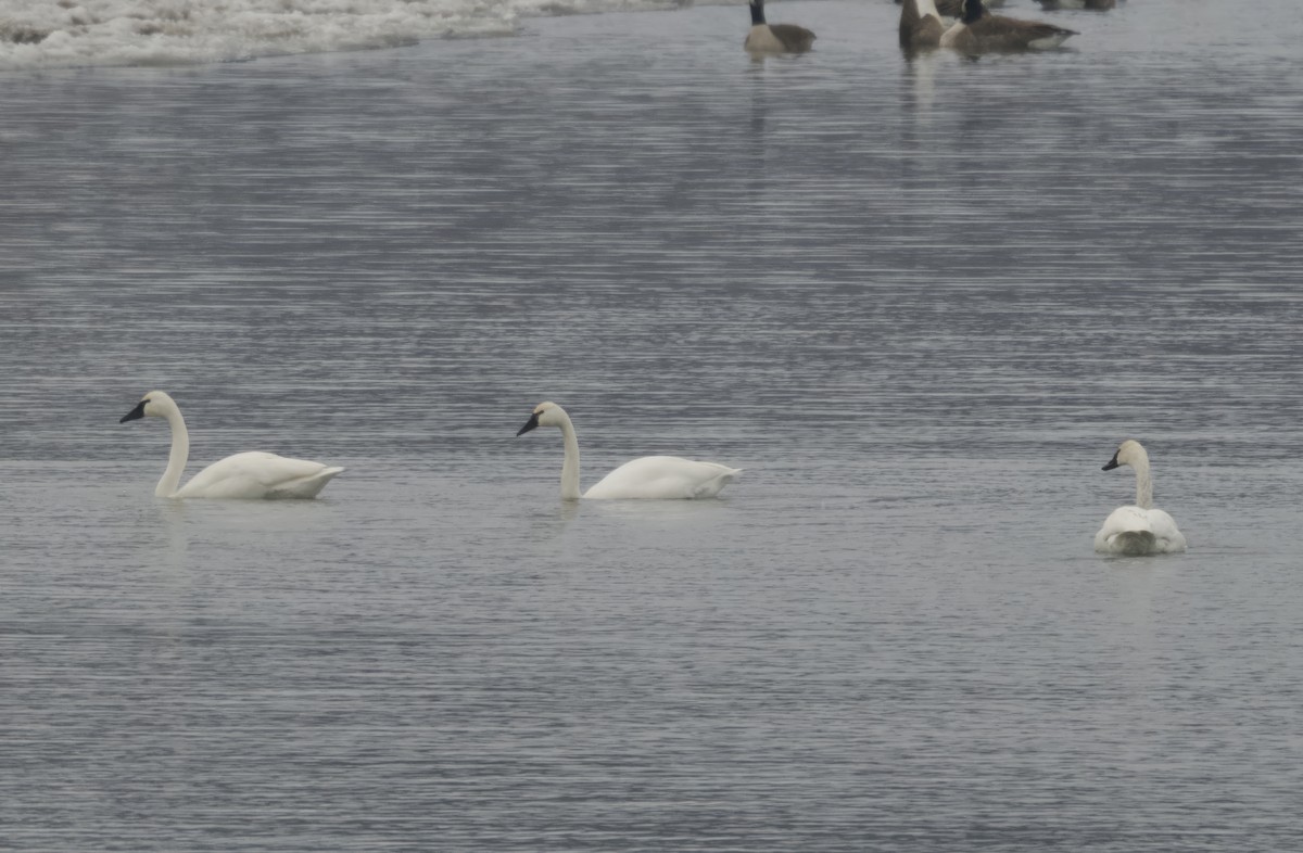 Tundra Swan - ML630619008