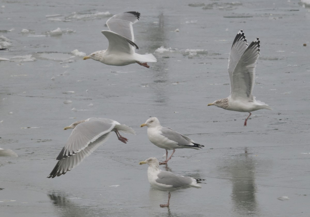 American Herring Gull - ML630619025
