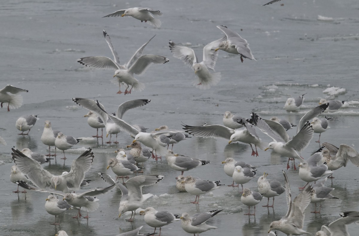 American Herring Gull - ML630619030