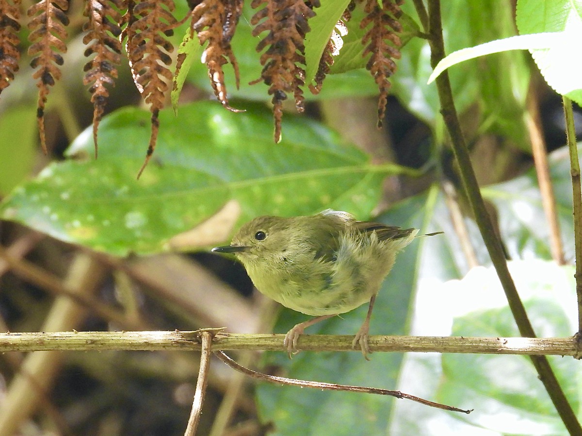 Large-billed Scrubwren - ML630619086
