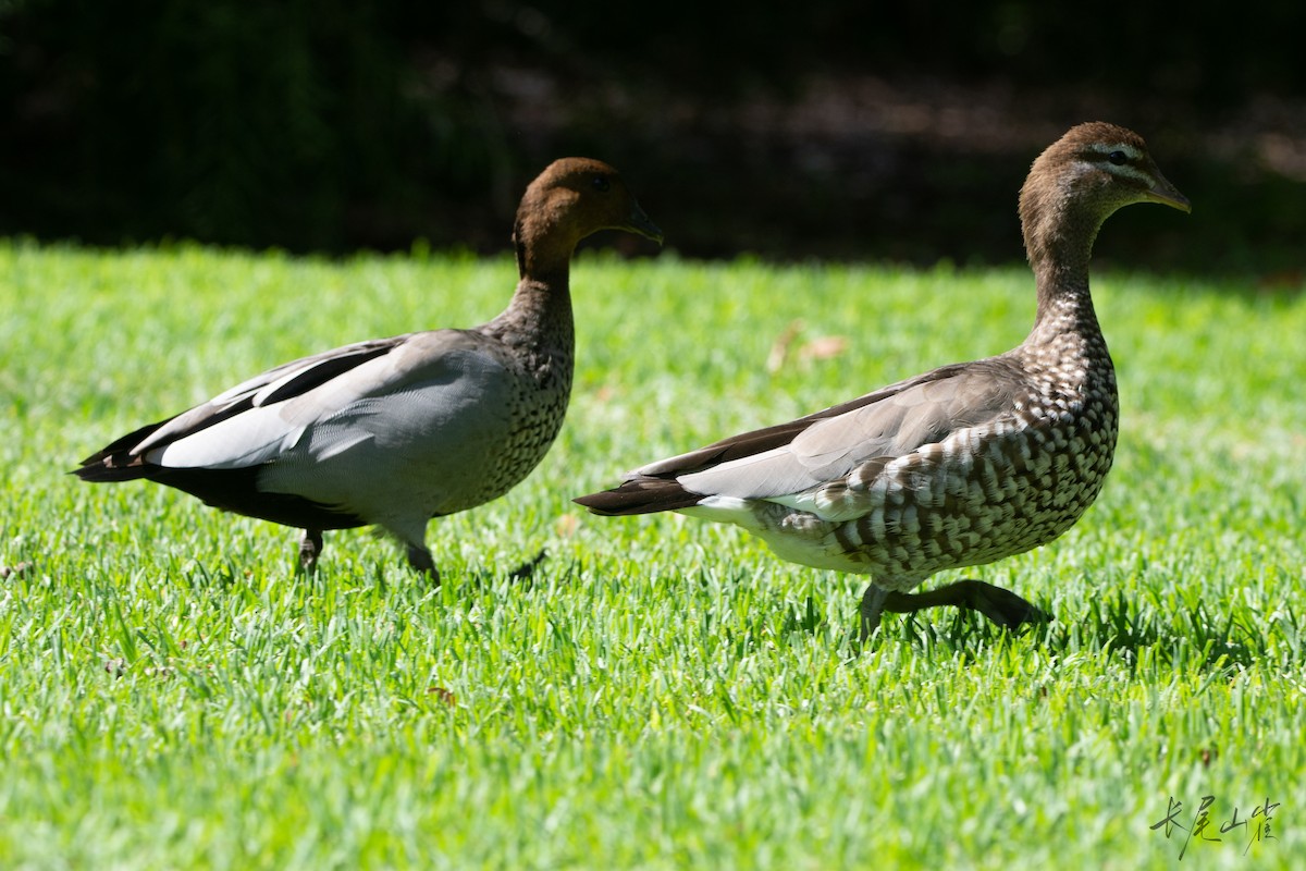 Maned Duck - ML630619155