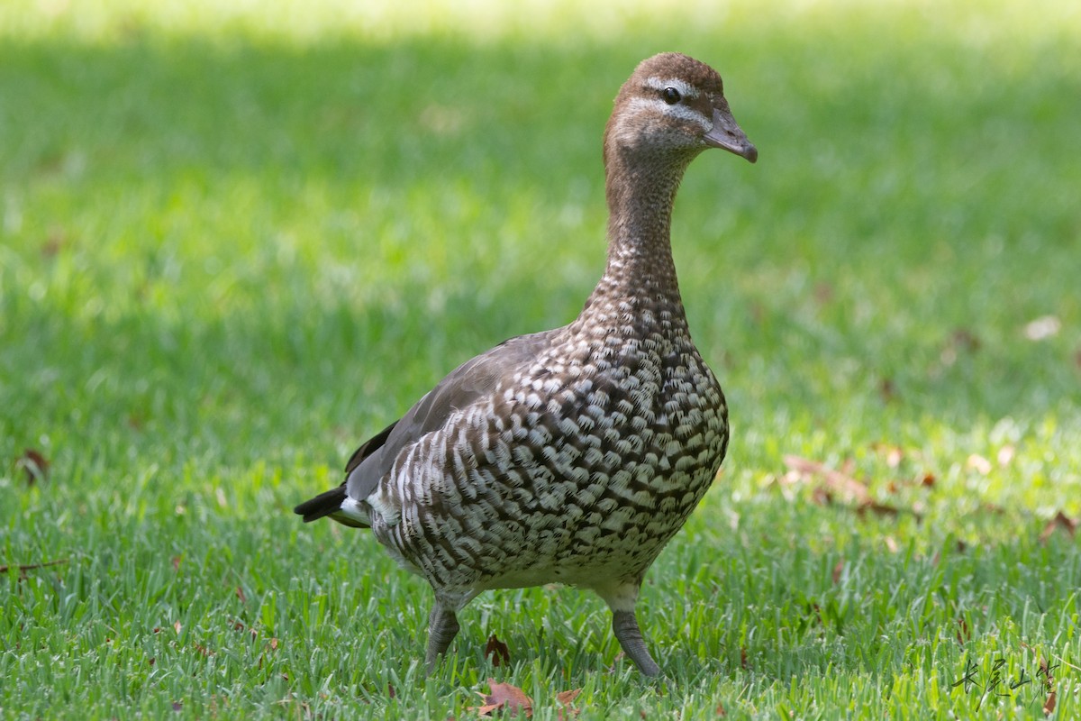 Maned Duck - ML630619156