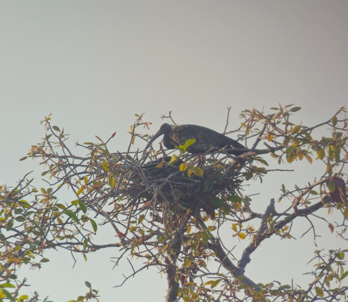 Giant Ibis - ML630619284