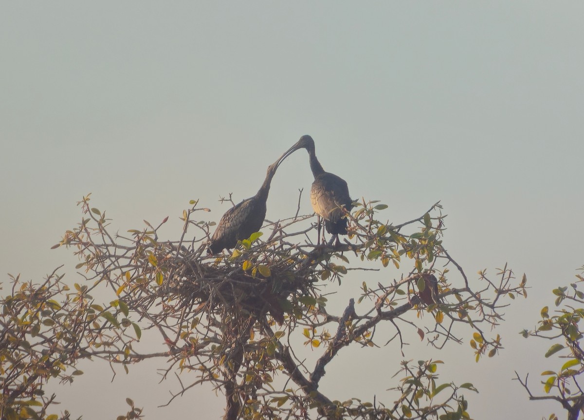 Giant Ibis - ML630619285