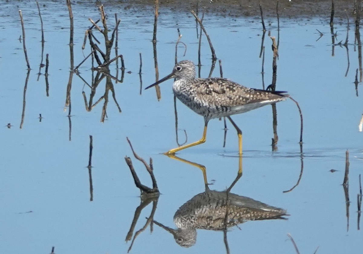 Greater Yellowlegs - ML630619297