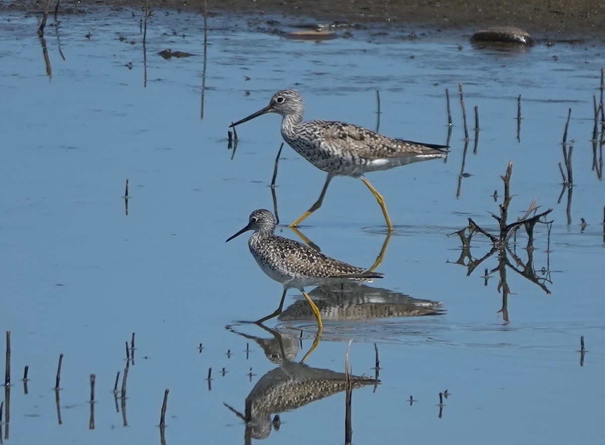 Greater Yellowlegs - ML630619300