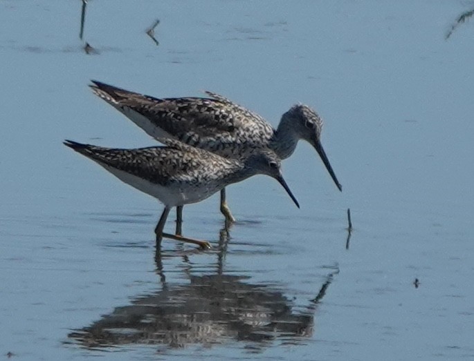 Greater Yellowlegs - ML630619305