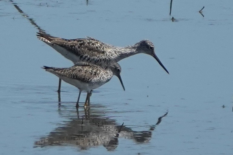 Greater Yellowlegs - ML630619306