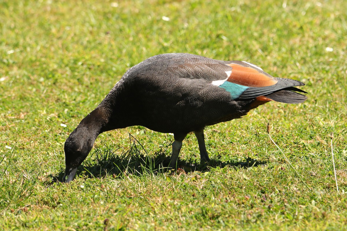 Paradise Shelduck - ML630619383