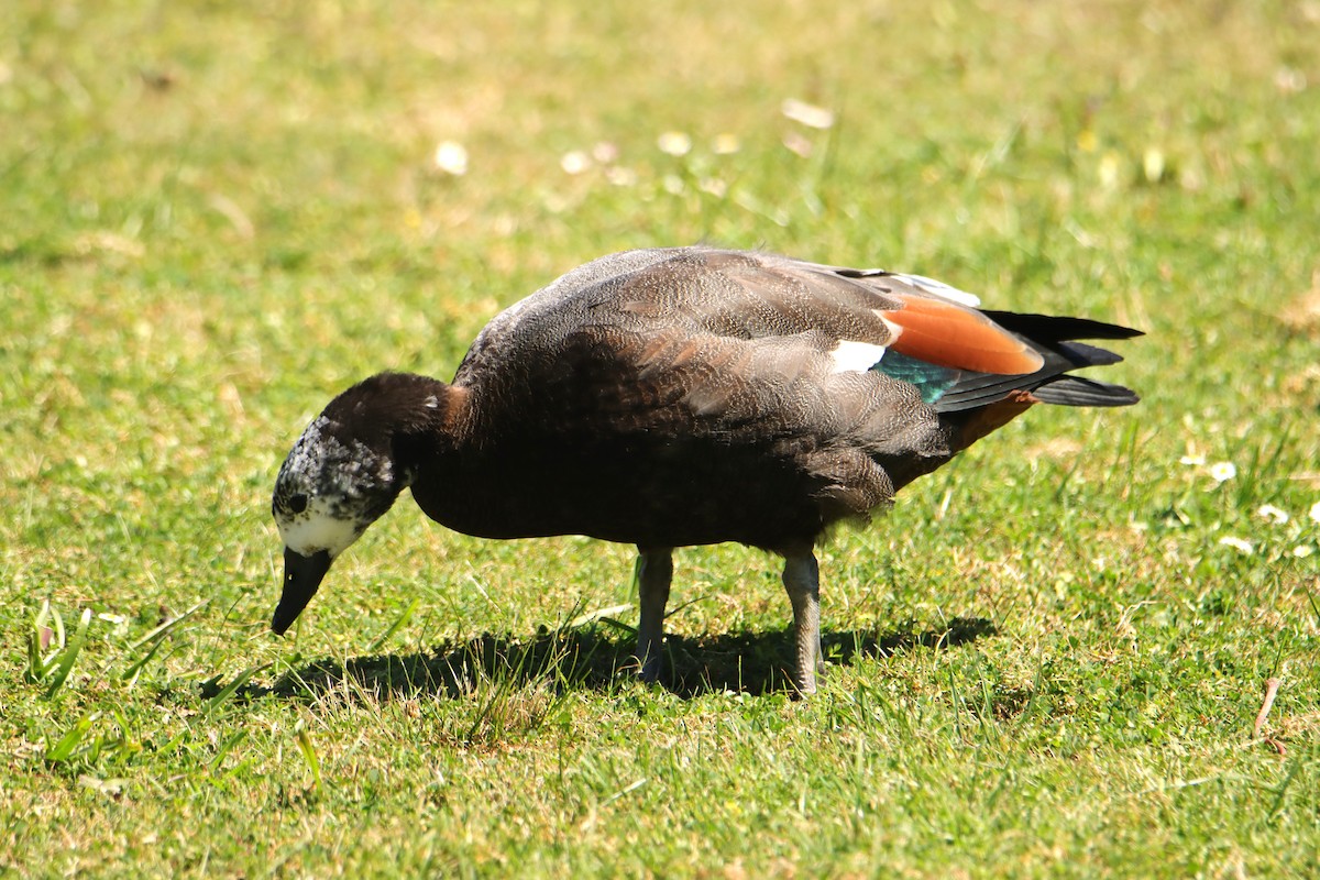 Paradise Shelduck - ML630619384