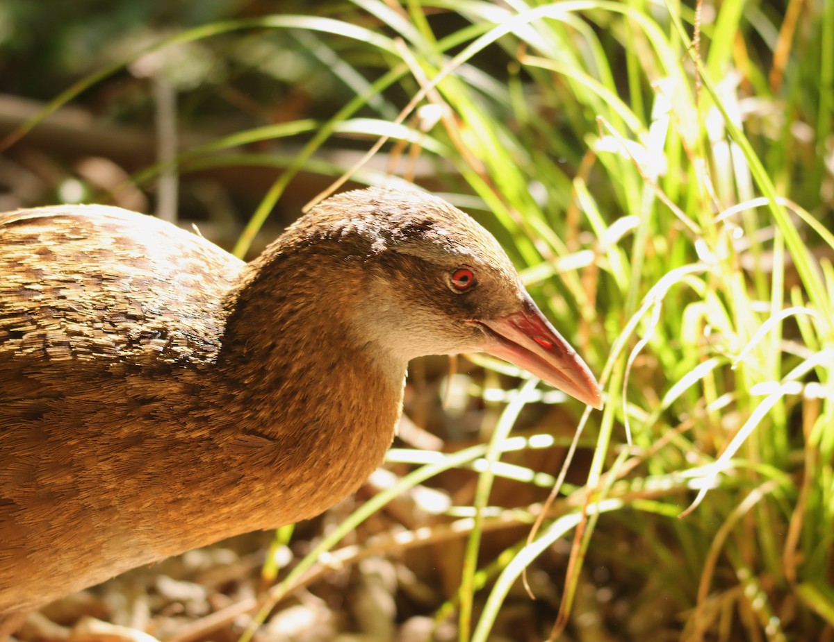 Weka - ML630619392