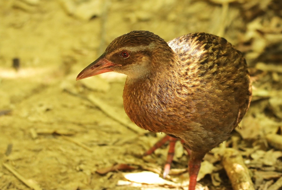 Weka - ML630619393