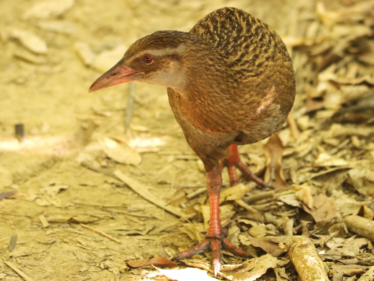 Weka - ML630619394