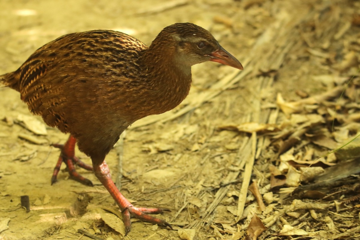 Weka - ML630619395