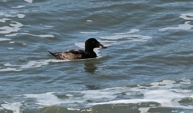 Surf Scoter - ML630619754