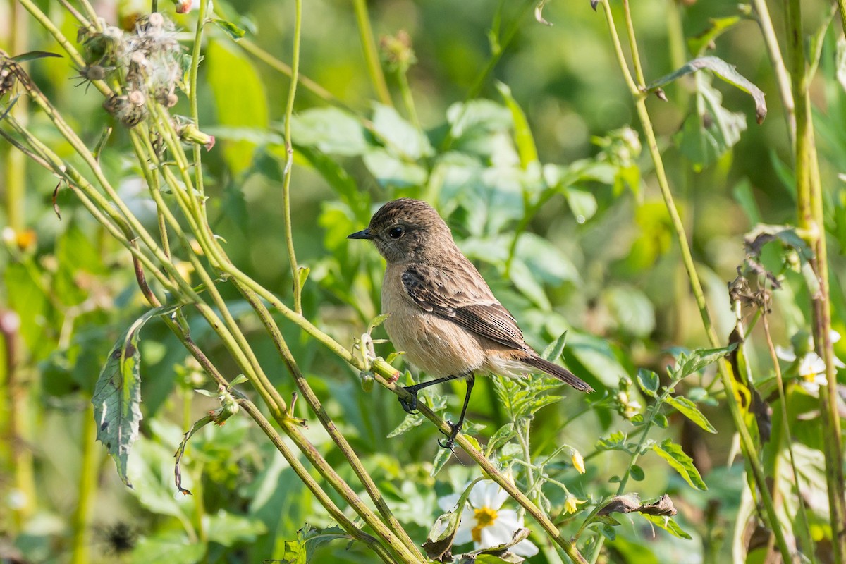 Siberian Stonechat (Przevalski's) - ML630619772