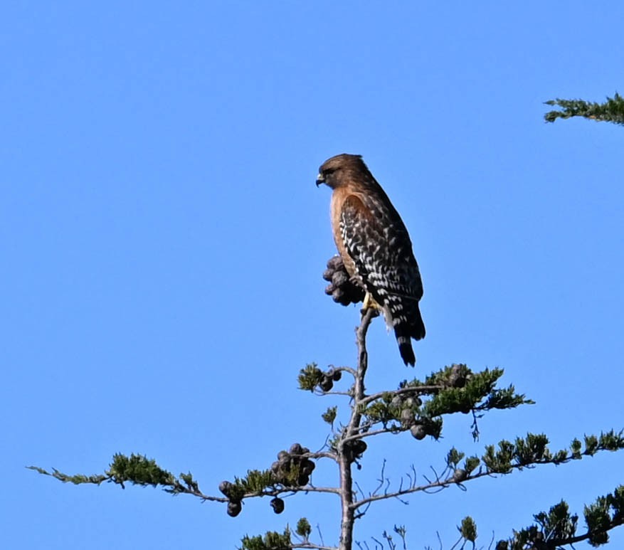 Red-shouldered Hawk - ML630619780
