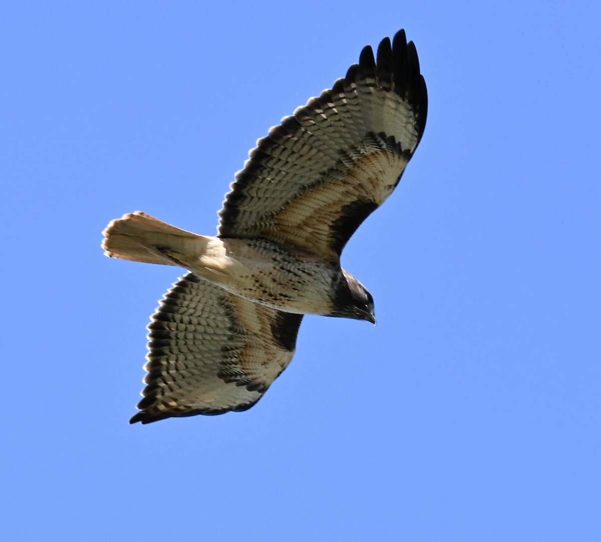 Red-tailed Hawk - ML630619791