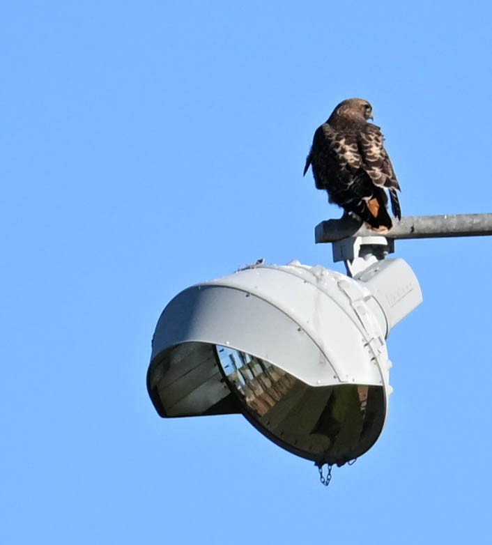 Red-tailed Hawk - ML630619814