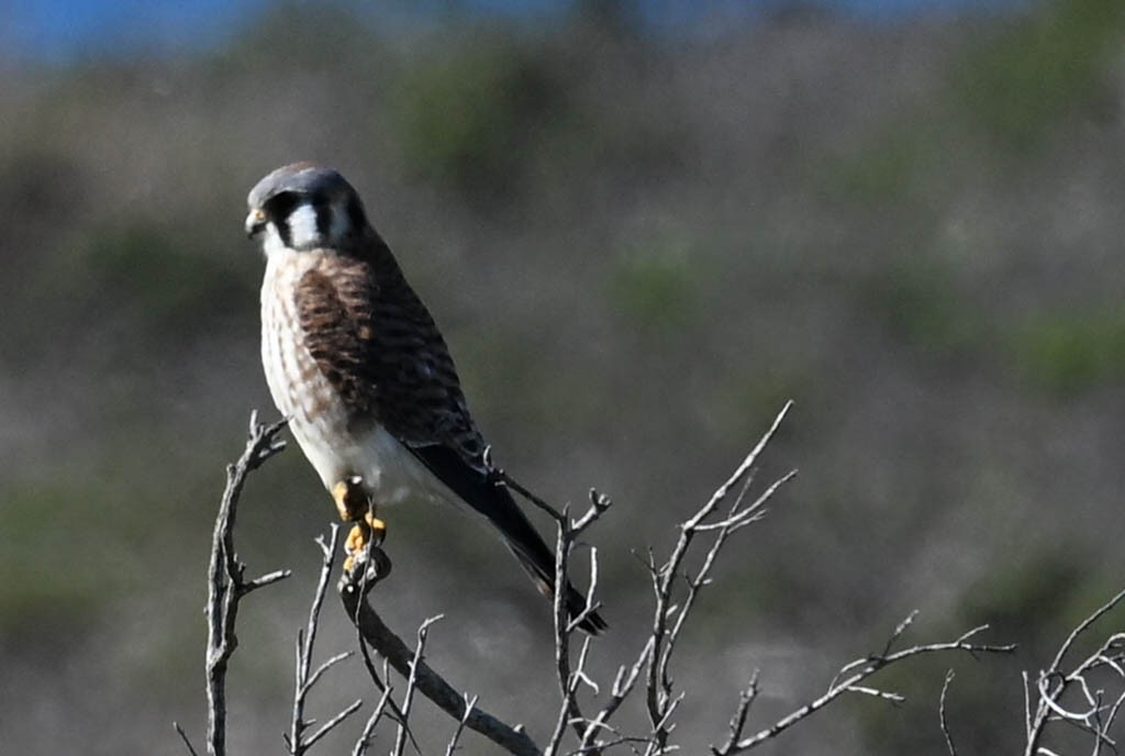 American Kestrel - ML630619826
