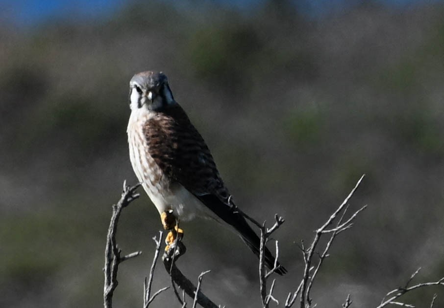 American Kestrel - ML630619832