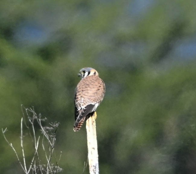 American Kestrel - ML630619836
