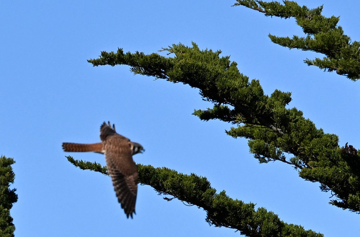 American Kestrel - ML630619883