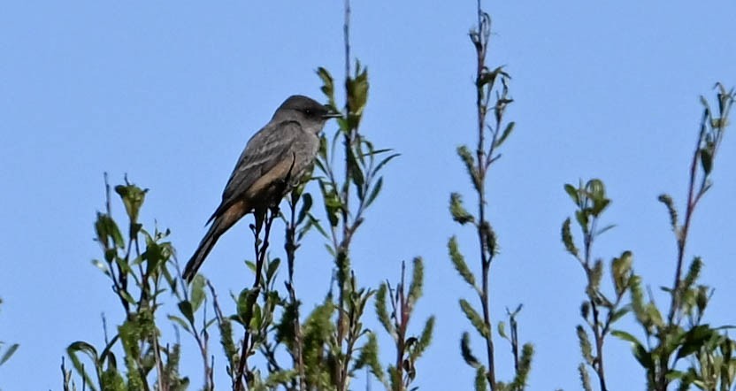 Say's Phoebe - ML630619884