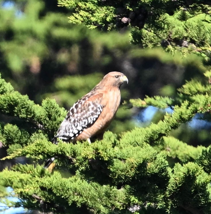 Red-shouldered Hawk - ML630619898