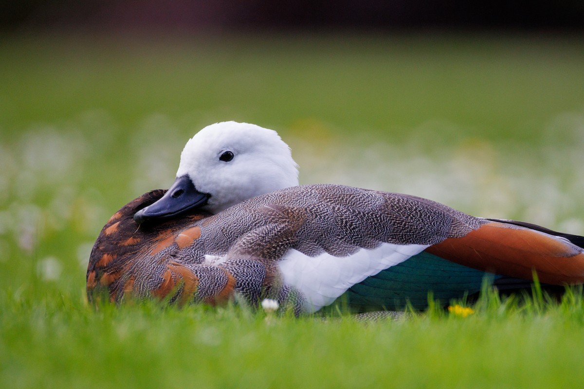 Paradise Shelduck - ML630619949