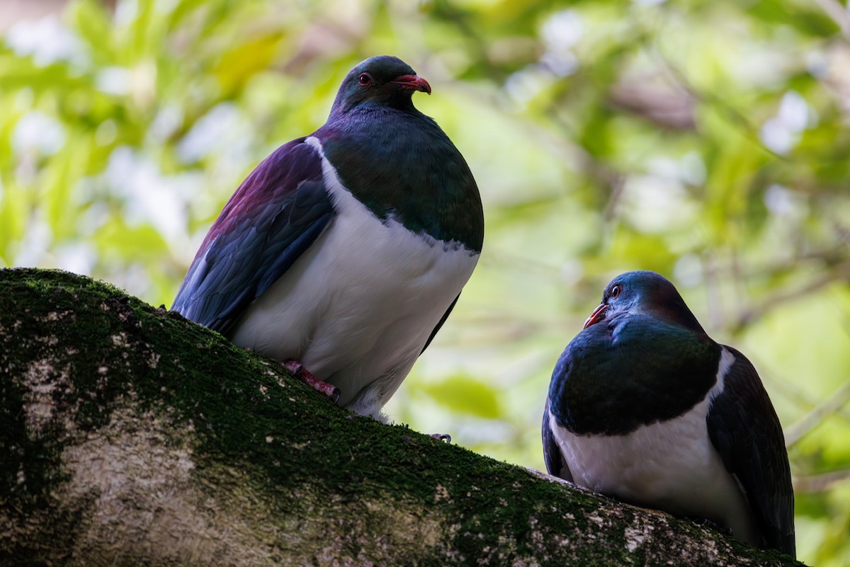 New Zealand Pigeon - ML630619967