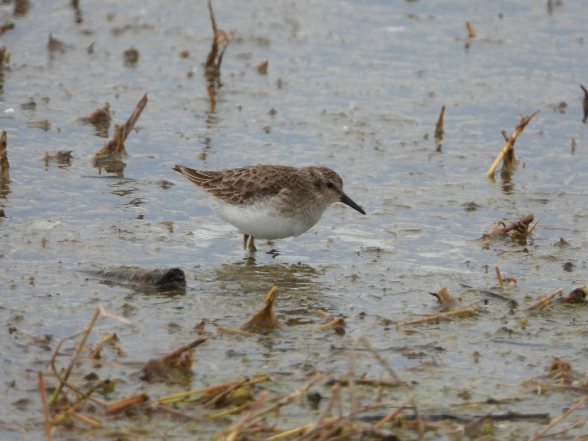 Least Sandpiper - ML630619976